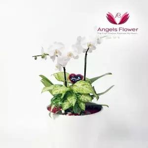 엔젤스플라워 화이트 호접란 일반형 서양란 관엽식물 전국 꽃배달서비스