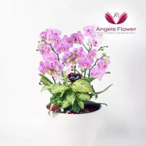 엔젤스플라워 핑크 호접란 특고급형 서양란 관엽식물 전국 꽃배달서비스
