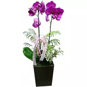 서양란 개업화분 승진화분 호접란 화분배달