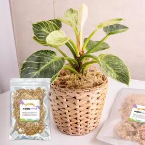 세경팜 원예용 4A 뉴질랜드 수태 20g 풍란 호접란 토피어리 난초 이끼