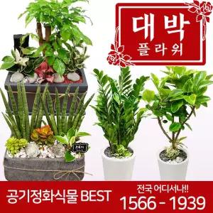 BEST 공기정화식물 개업화분 집들이선물 축하화분 축하선물 전국당일꽃배달서비스