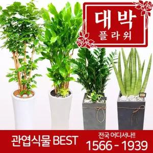 BEST 관엽식물 개업화분 집들이선물 대형화분 축하선물 전국당일꽃배달서비스