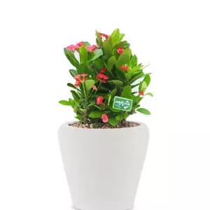 꽃기린 개업화분 개원 카페 오픈축하 개업식 집들이 선물 관엽식물 실내공기정화 거실화분 당일배달