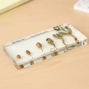 프리미어 성장표본 (땅콩) 모종 씨앗 뿌리 새순 줄기 잎 식물성장 발아과정 LF-2605