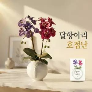 [아트박스]/코스모 개업 집들이 축하 선물 달항아리 호접란 조화 화분