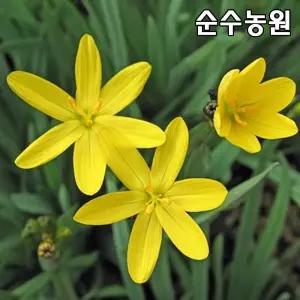 노랑등심붓꽃 모종 10cm포트 5개/야생화/지피식물/봄꽃