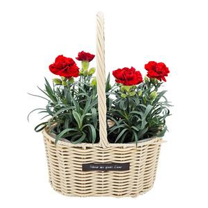 1+1생화 카네이션 국내산 향카네이션 바구니 분갈이화분 꽃화분 어버이날 스승의날 오스카카네이션