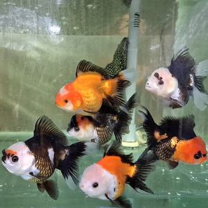 [신세계수족관] 쓰리칼라 판다 오란다 금붕어