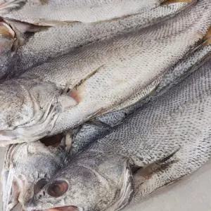 국내산 반건조 민어 4미 [BFR95564]