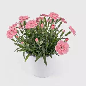 핑크 키세스 카네이션 소품 생화 화분 어버이날 꽃 선물