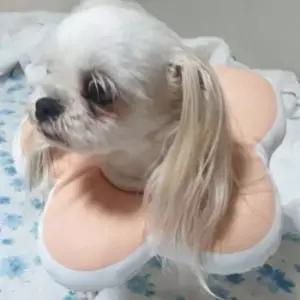 [반려] 목받침 꽃피는 강아지 고양이 쿠션 넥카라