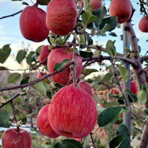 사과(부사) 5년생 결실주 1주