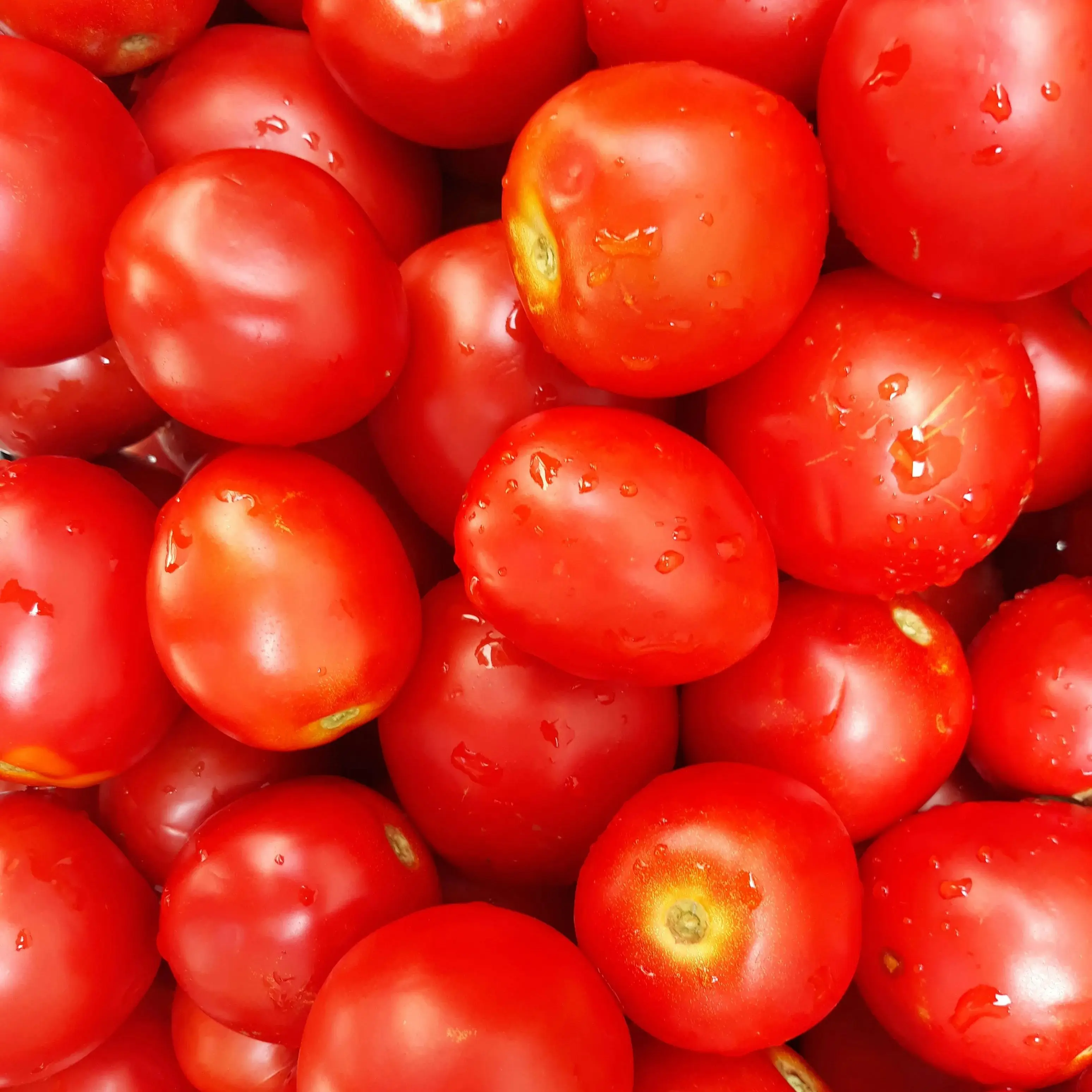 스테비아 토망고 대추 방울토마토 3가지 맛 오리지널 청포도맛 망고맛