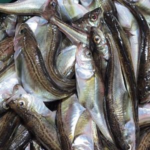 알배기 도루묵 동해안 조업 / 반건조도루묵 300g(9-11미)