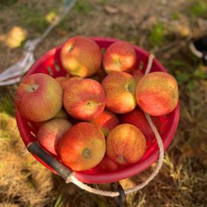 산지직송 아삭한 경북 사과 부사 가정용 실중량 5kg / 한정수량 특가