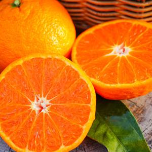 제주서귀포농장 산지직송 카라향 감귤 3kg 가정용 당도보장 달콤한 제주과일