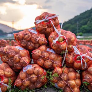 경남 양파 산지직송 노지양파 국내산 소 중 대 10kg   최저가 행사 -  무료배송
