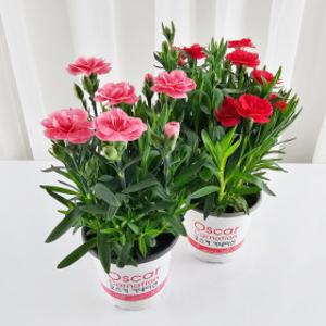 (예약발송)(1+1)카네이션 생화화분 국내산 향카네이션 바구니꽃화분 어버이날 스승의날