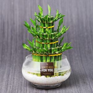 가꾸지오 공기정화 수경식물 개운죽원통3단+원형글라스