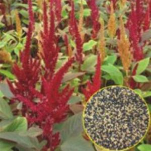 야채류 아마란스 식물 슈퍼 곡물 나물 씨앗 품종 종자 4000립