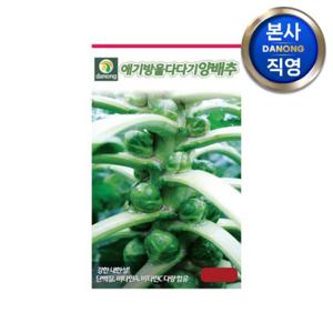 애기방울다다기 양배추 씨앗 500립 . 원예 야채 채소 텃밭 주말 농장 씨 종자.