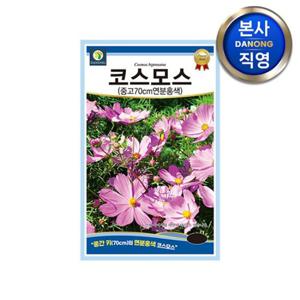 중간키 코스모스 분홍색 씨앗 70cm 100립 . 야생화 화단 조경 꽃씨 종자.