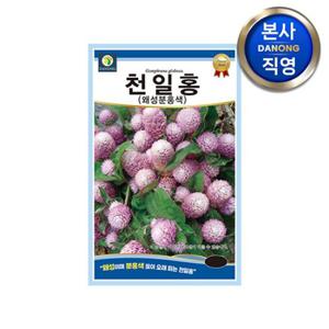 왜성 천일홍 분홍색 씨앗 100립 . 천일초 천금홍 야생화 꽃씨 종자.