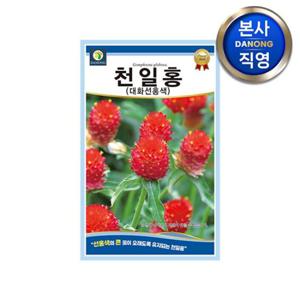 선홍색 큰꽃 천일홍 씨앗 100립 . 천일초 천금홍 야생화 꽃씨 종자.