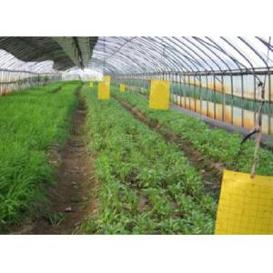 해충방제 끈끈이 트랩 10매.흰나방 온실가루이 버섯 나방 벼룩 초 파리 벌레 퇴치.