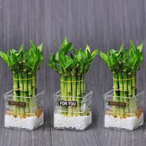 가꾸지오 개운죽원통1단3p+사각유리화기3p