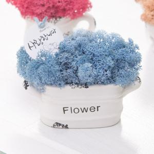 스칸디아모스 공기정화식물 화분 큐티 set 11cm 4컬러 인테리어 천연