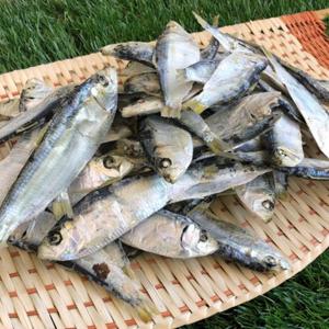 상급 국산 디포리 500g 무료배송 건디포리 국물용멸치