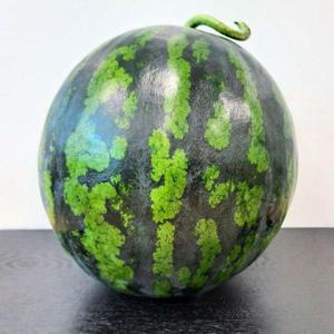 갤러리아_[GOURMET 494]고당도수박 6-7kg국내산