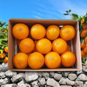 [딜픽]제주돌담 가정용 천혜향 4.5kg내외 대과(09-17과 내외)