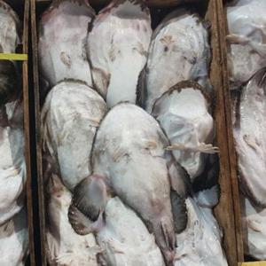 국내산 대왕사이즈 손질 아귀 3.5kg급