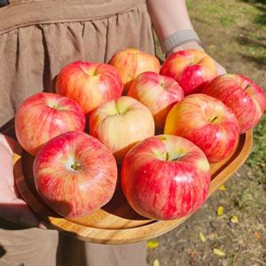 경북 꿀사과 안동 청송 문경 (정품) 경북 중소과 5kg