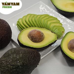 [얌얌] 바로먹는 후숙 아보카도 1.8kg (7-8입) 선물용 가정용