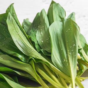 강원도 정선 고랭지 명이나물 2kg