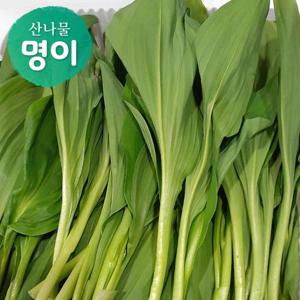 강원도 정선 고랭지 명이나물 (대명이) 1kg