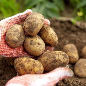 갤러리아_2025년수확 햇감자 5kg 대