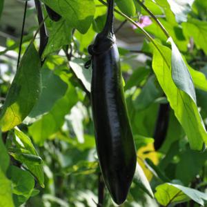 [익산원예농협] 국내산 신선 가지 2kg(8-14개)