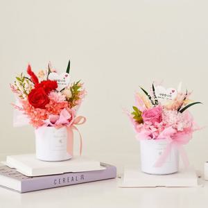 메종드플로레 시들지 않는 생화 프리저브드 플라워 화분형 꽃다발 카네이션 장미 - 3colors (택1)