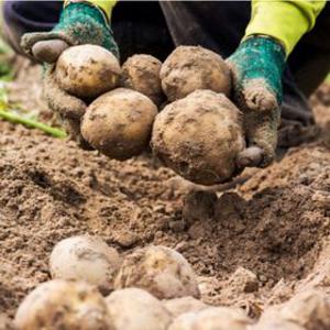 [부세페 최종가 6,440원] 강원도 감자 포슬포슬 카스텔라 감자 3kg 5kg 10kg