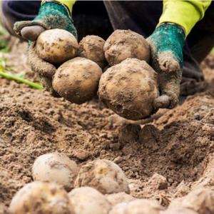 [부세페 최종가 6,440원] 강원도 감자 포슬포슬 카스텔라 감자 3kg 5kg 10kg