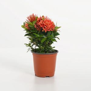 익소라 키우기쉬운 실내공기정화식물 인테리어식물 소형 모종