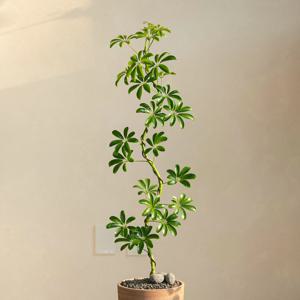 홍콩야자 S형 새집증후군 해결사 쉐프렐라