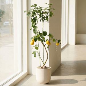 오리지널 레몬나무 열매 달린 반려식물 개업 이사 승진 축하화분