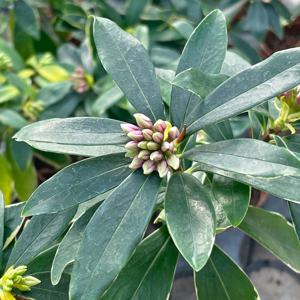 천리향 외목대 소형 소형 식물 모종 인테리어화분 실내공기정화