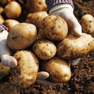 국내산 햇감자 5kg 왕특