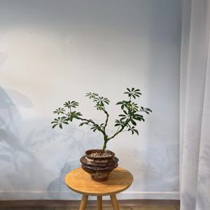 쉐프렐라(베트남토분) 홍콩야자 개업선물 승진화분 인테리어 식물 부산/경남지역 배송